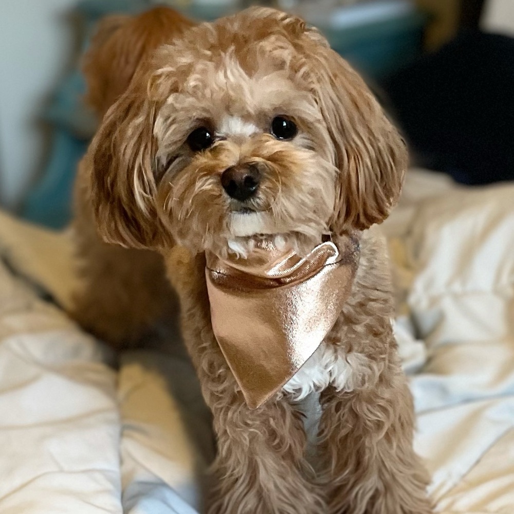 Denim Foil Pet Bandana